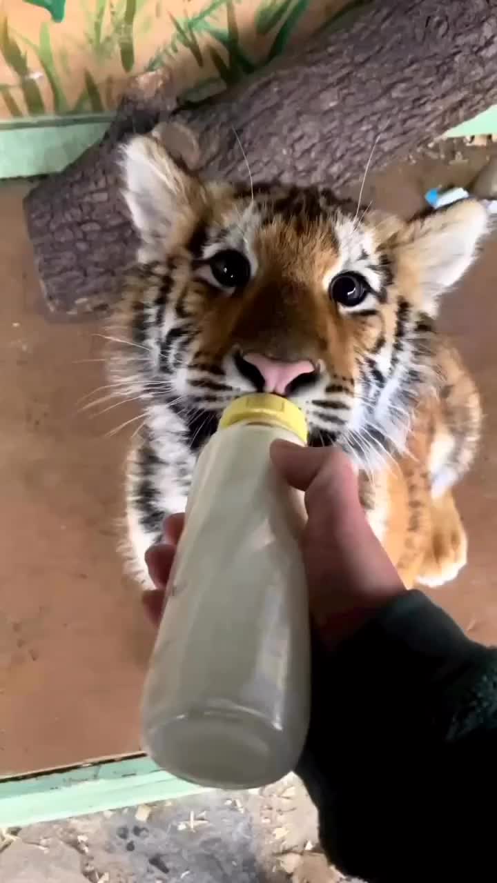 Bayi gede lagi mimik cucu