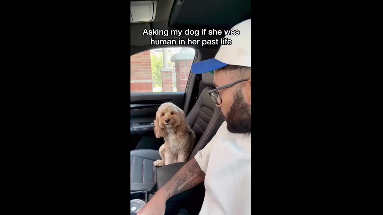 Asking dog if they have pass life