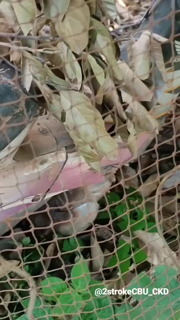 nemu harta karun