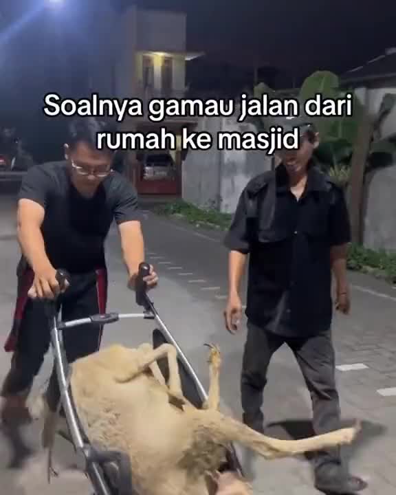Stroler Bawa Kambing