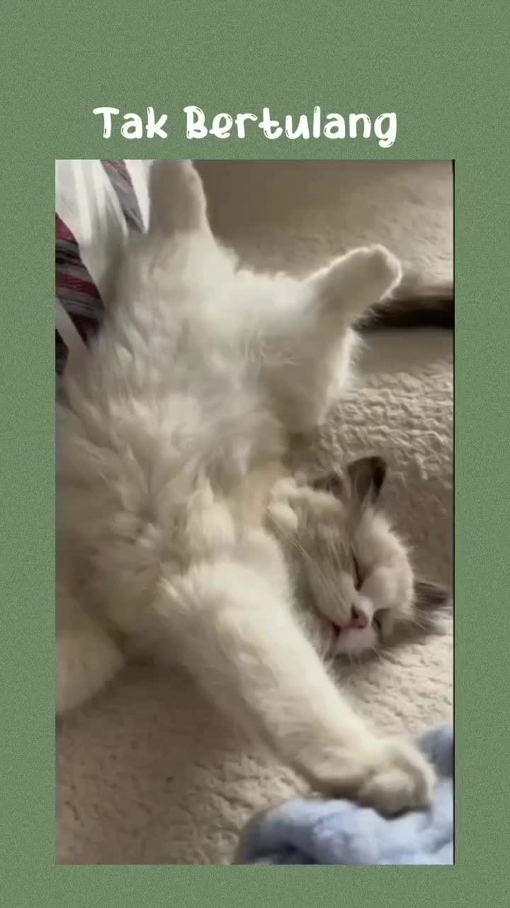 Kucing Fleksibel 