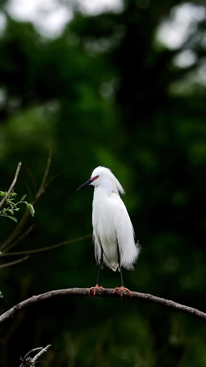 Cantik banget burungnya