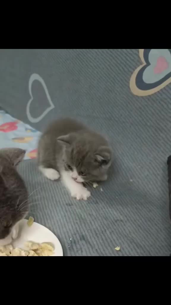 Bayi kecil jangan marah marah