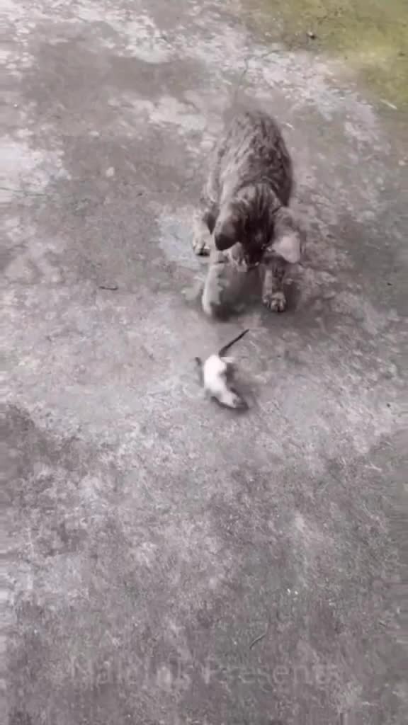 Drama banget tikusnya