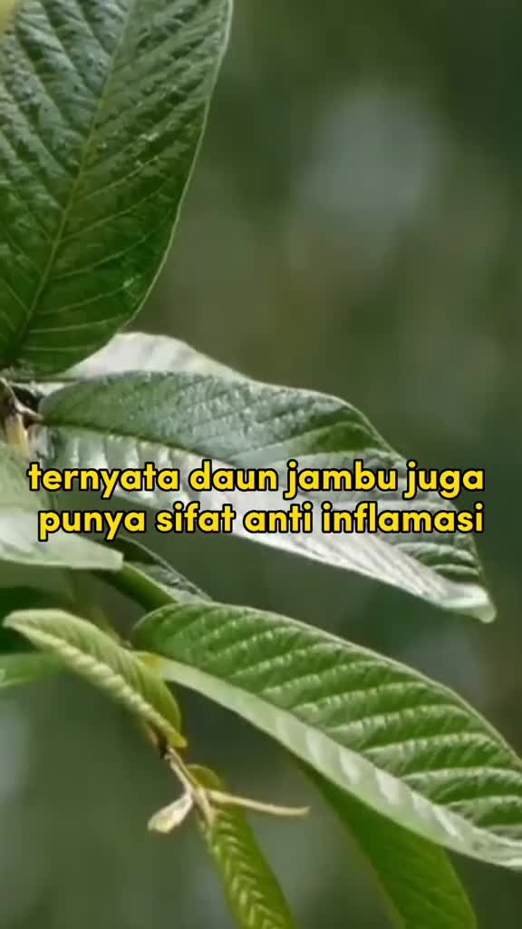 manfaat daun jambu