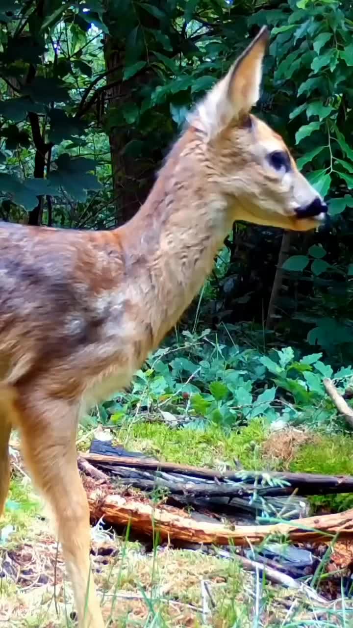 Bambi family