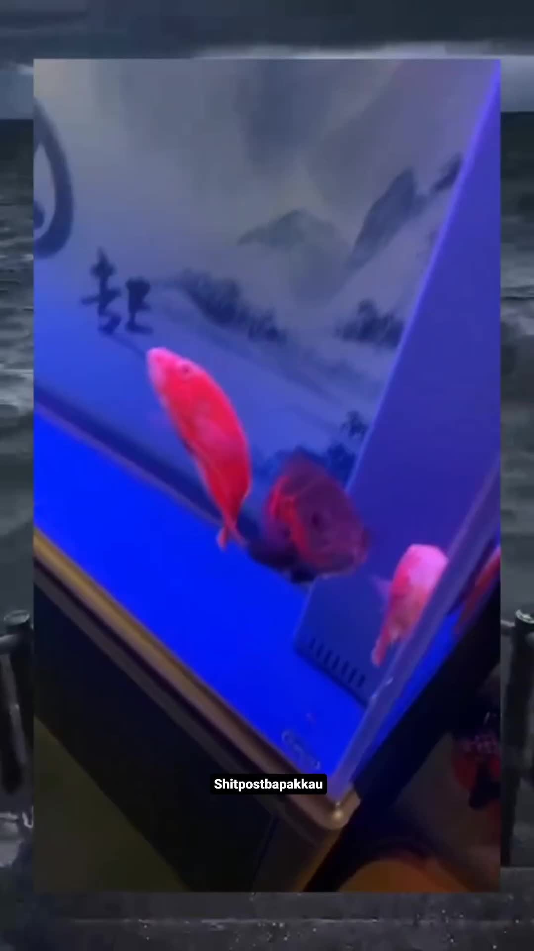 baru tau posisi ikan tidur