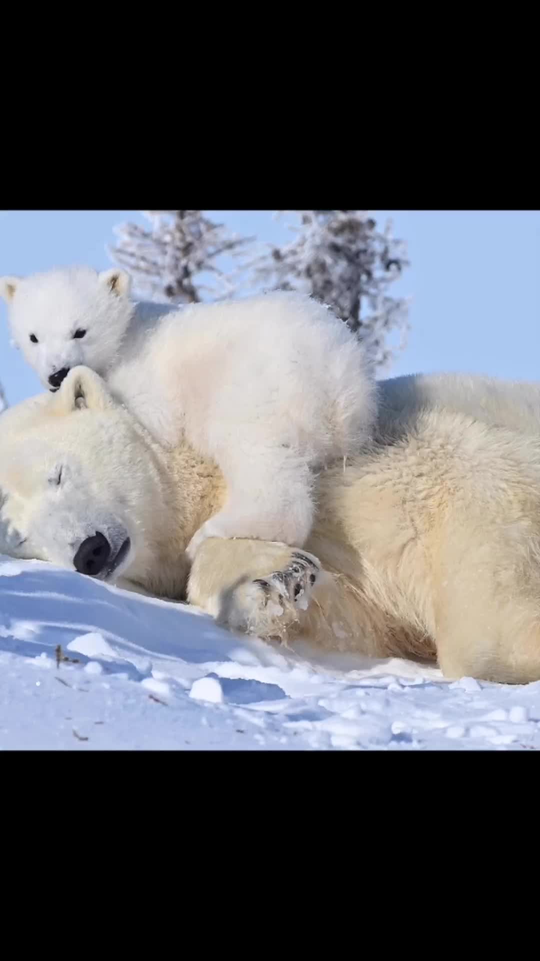 Bobo siang di atas salju bareng mamak