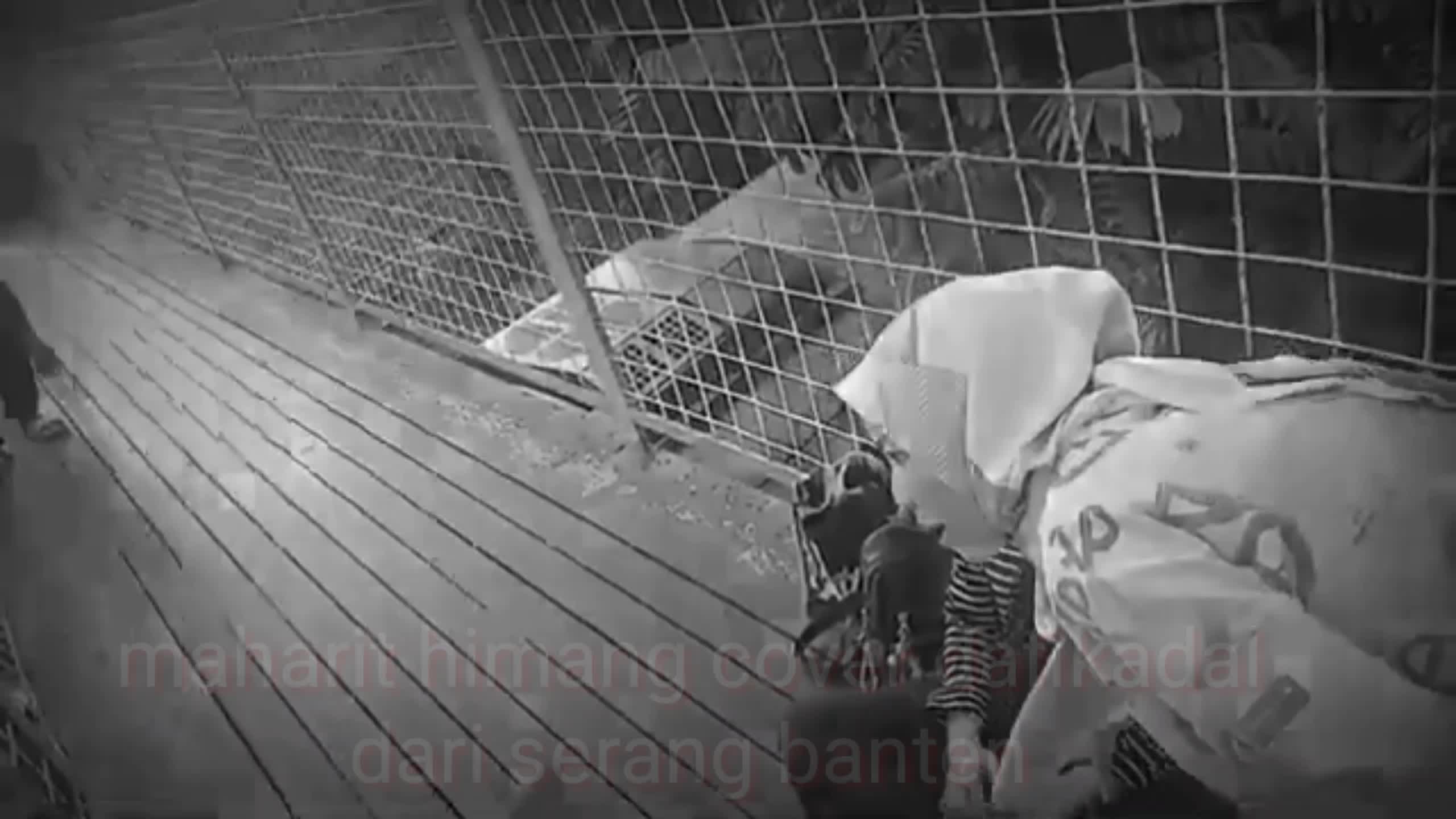 cover dafi kadal MAHARIT himang dari serang banten.