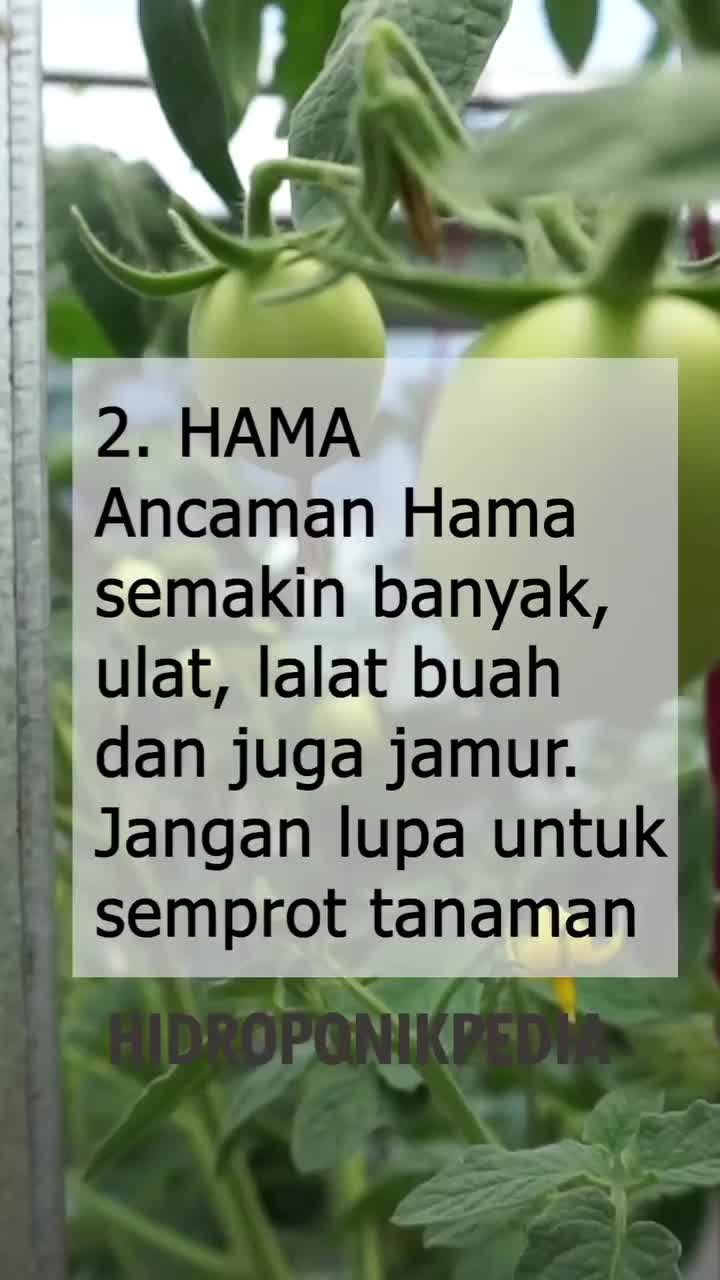 Ada yang sedang menanam tomat? 🌱