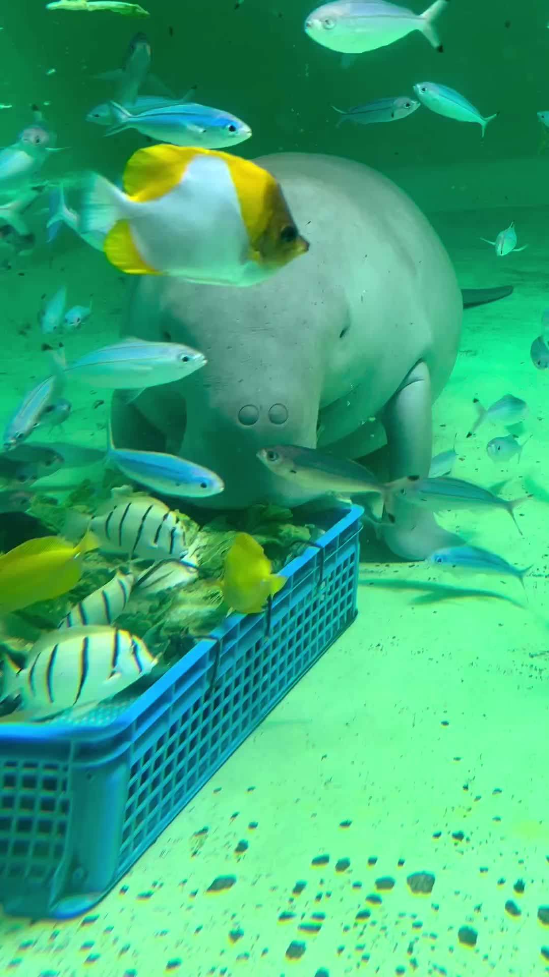 Mukbang underwater