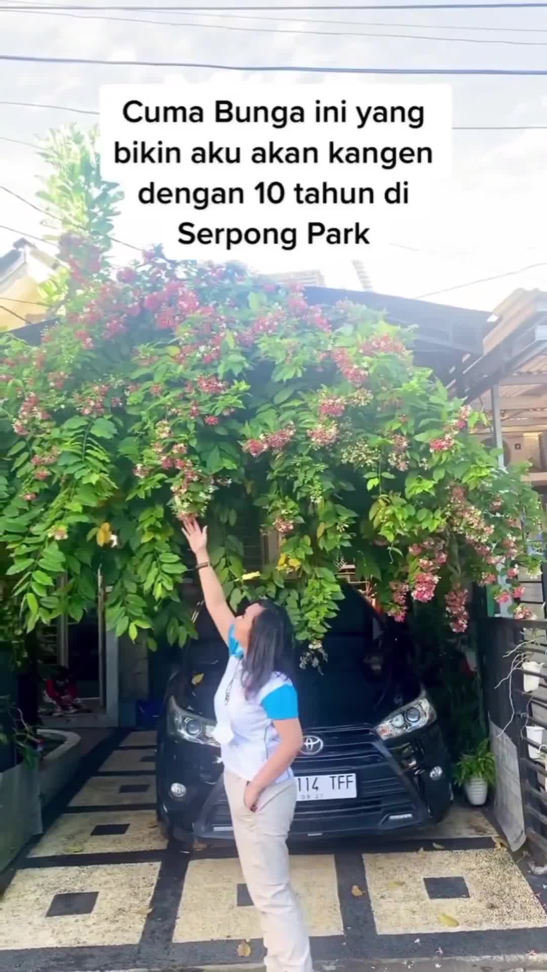 cuma rumah 2 minggu nggak diurus nyampah banget daon sama bunganya