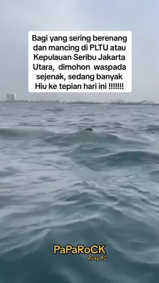 Ini hiu paus yaaa namanyaaa, gak berbahaya kok dia makan plankton dan ikan-ikan kecil bukan hiu pemangsa ygy