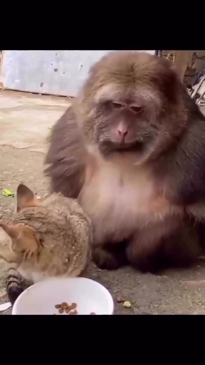 Onyet cari kutu kucing