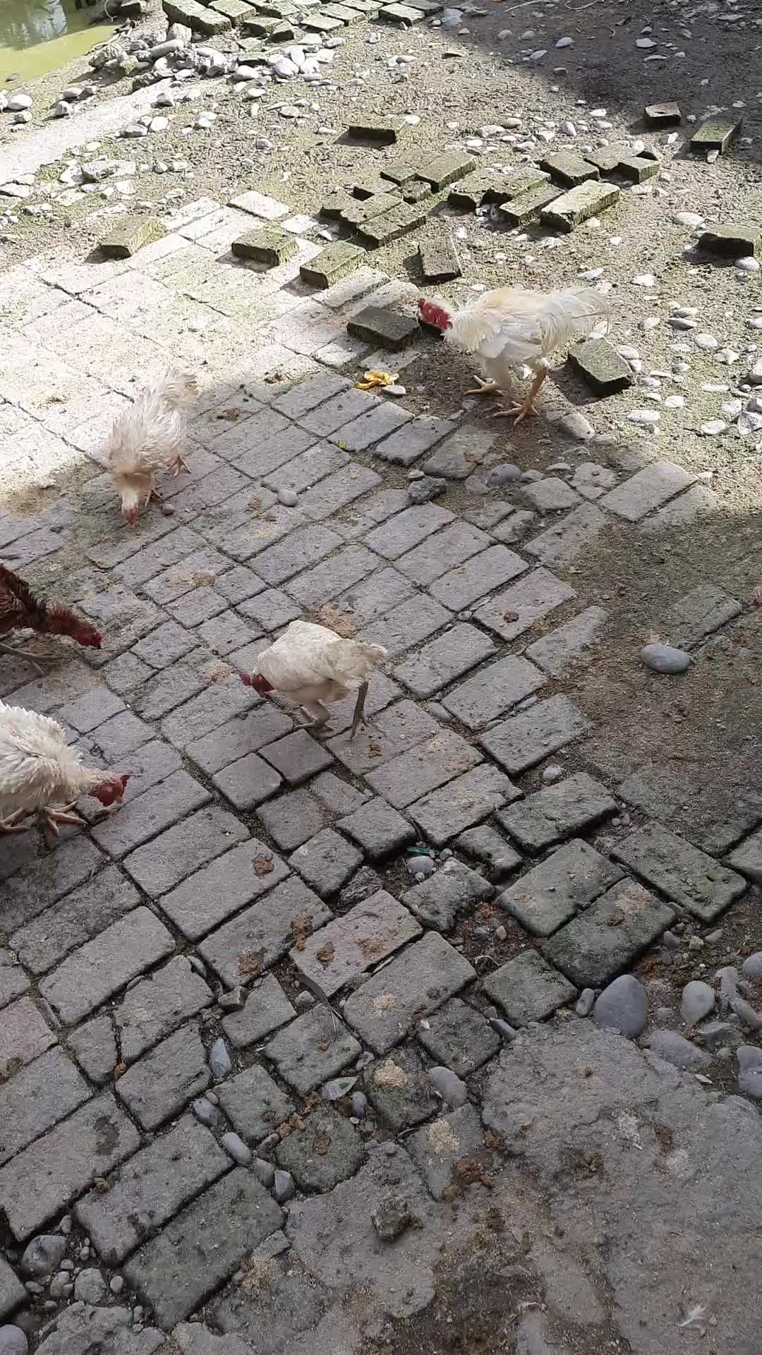 ayam keriting on the show