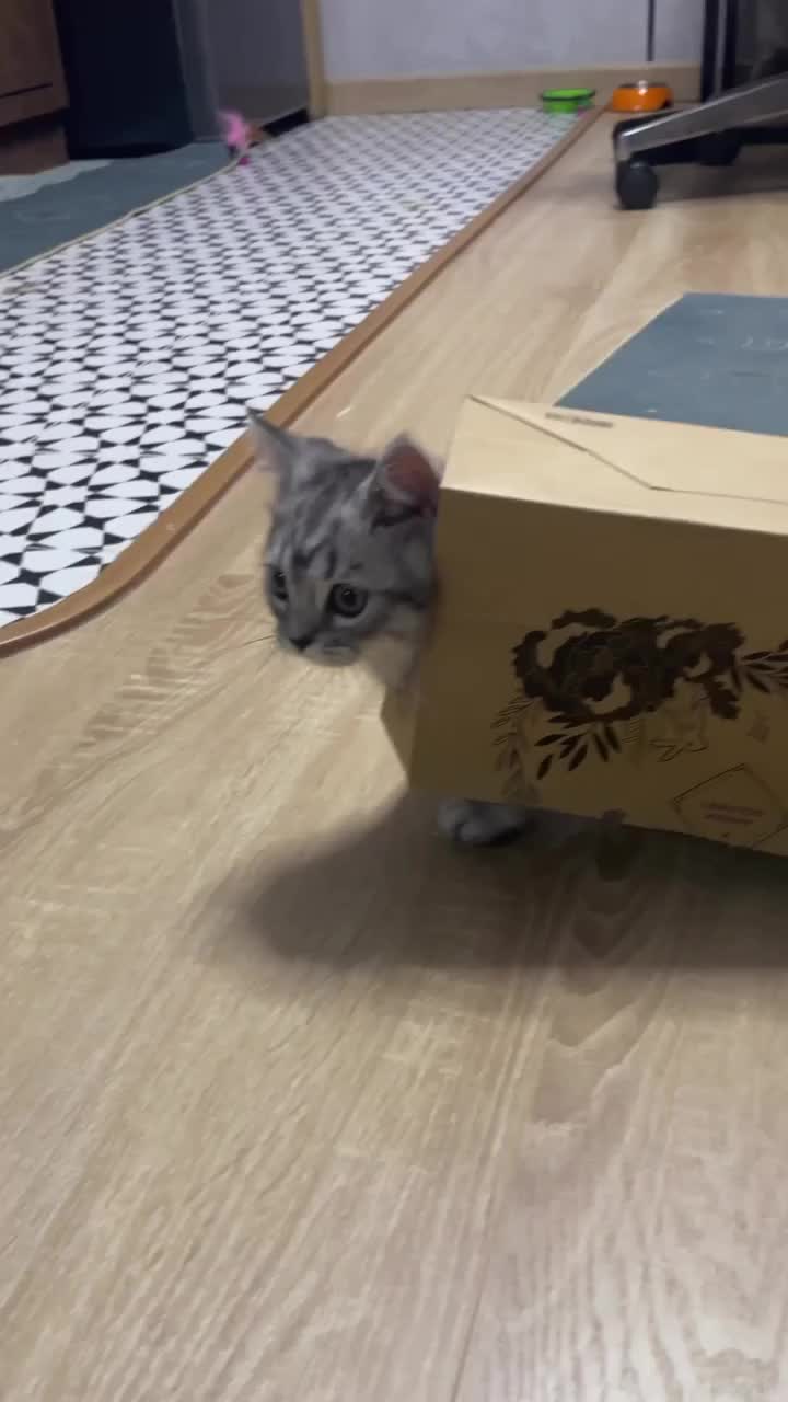 Ketika gemoy jadi kereta keretaan