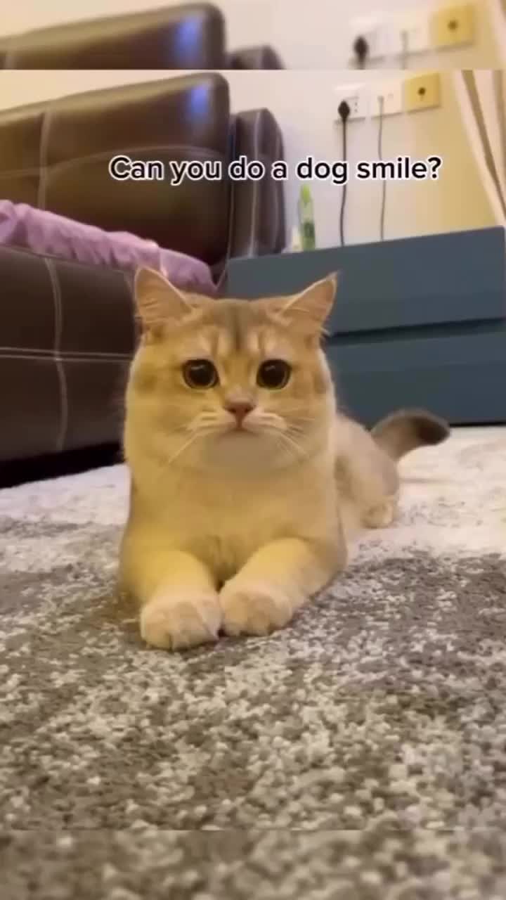 Ini anjing atau kucing ya