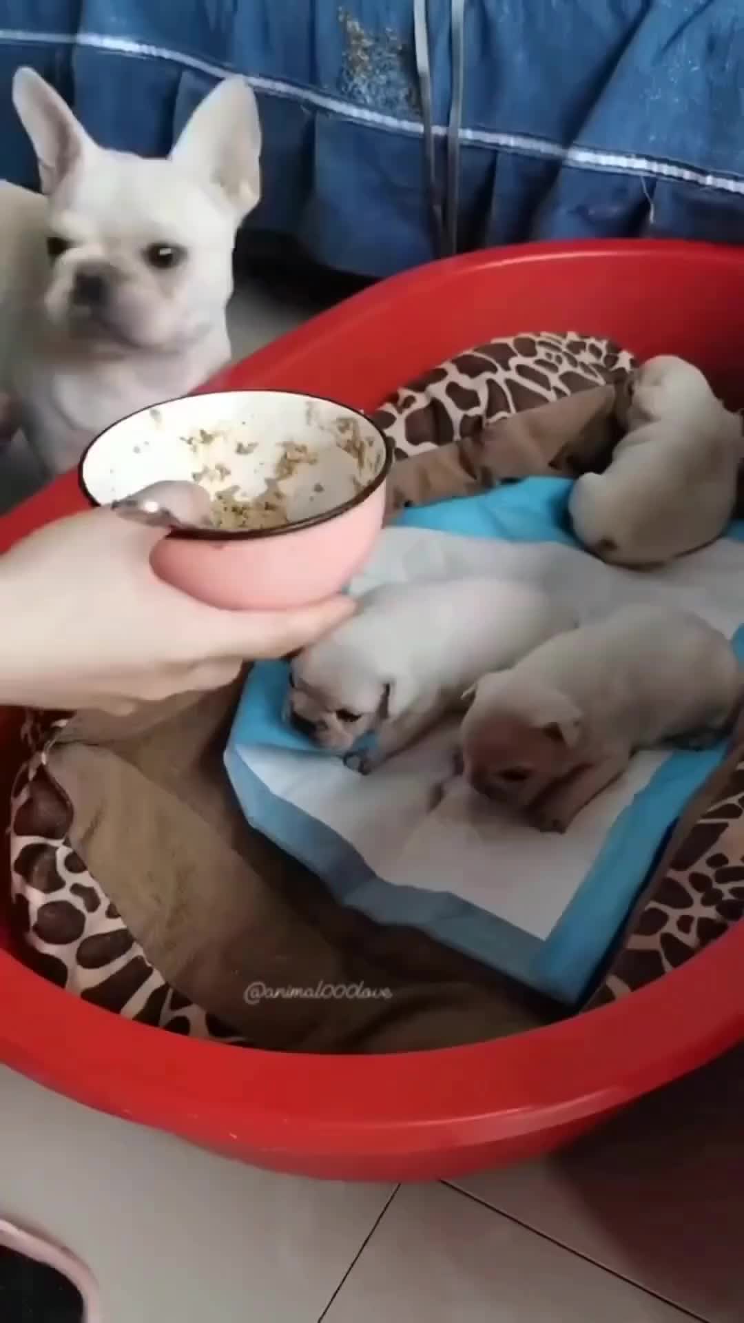 Ini bayi gue juga ni cuma beda bapak