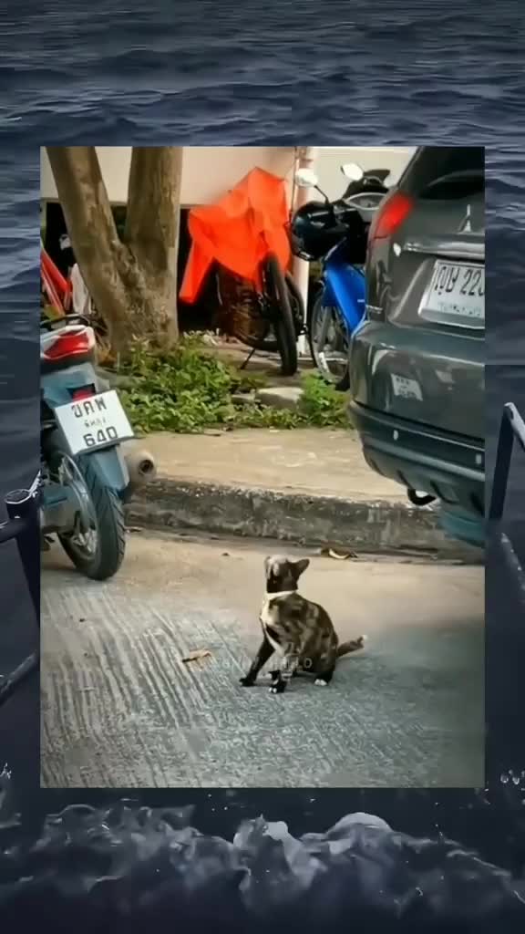 Kasian kucingnya